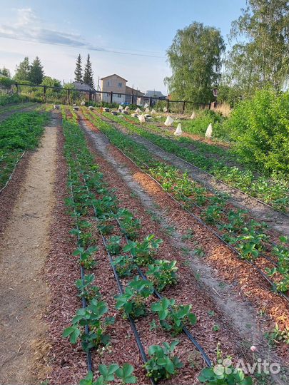 Саженцы земляники садовой