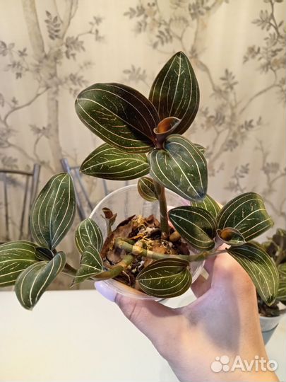 Лудизия (драгоценная орхидея