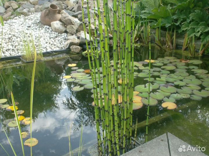 Растения для Пруда -Водоема-Биоплато