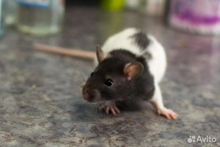 Крыса дамбо