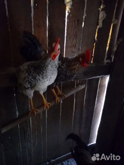 Молодые петухи