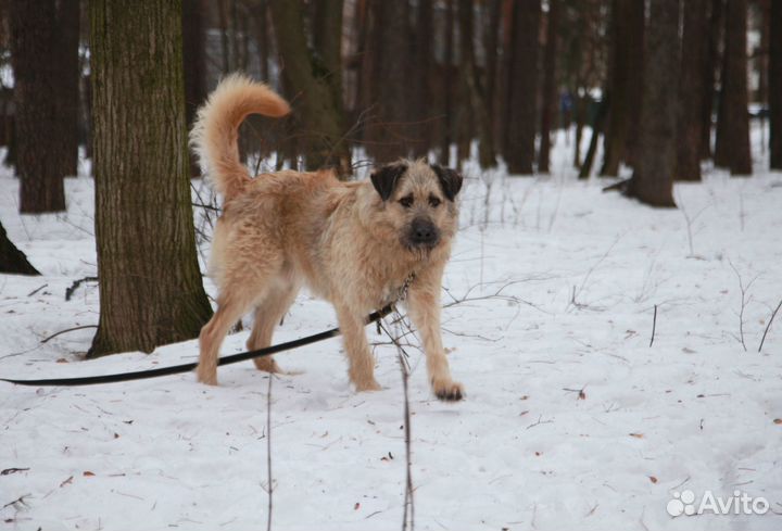 Пес-Босс станет вашим лучшим другом