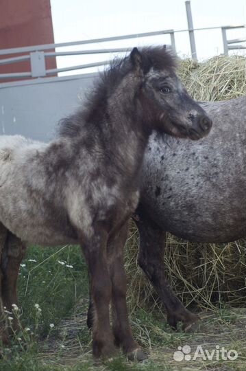 Пони аппалуза