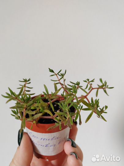 Crassula Humbertii