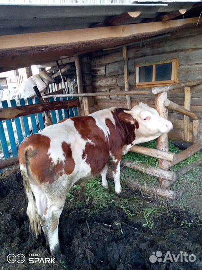 Бык-симментал