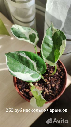 Сциндапсус н джой