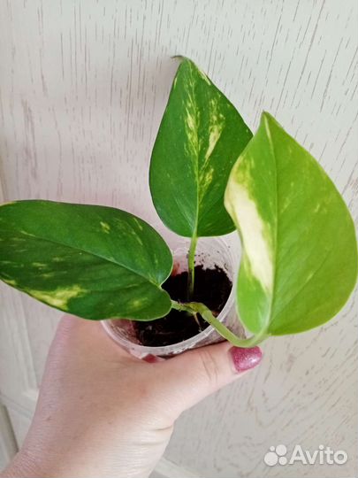 Сциндапсусы, Эпипремнумы сортовые