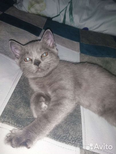 Котенок ищет дом