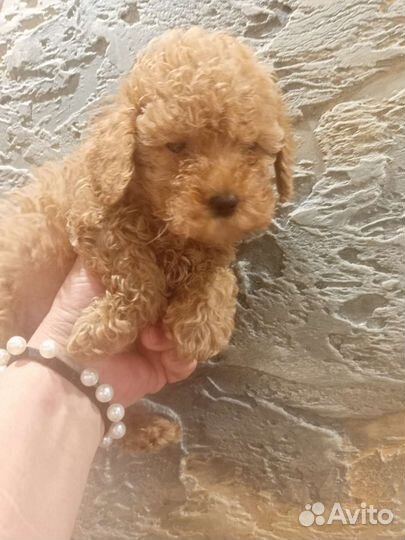 Тикап пудель