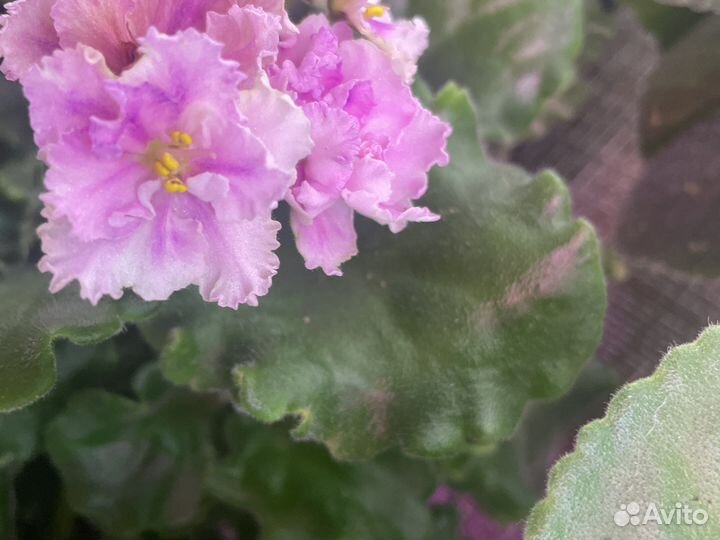 Фиалка Узамбарская (Сенполия) сортовая