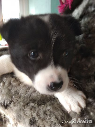 Полукровка.Мама балонка