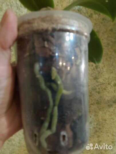 Орхидея фаленопсис