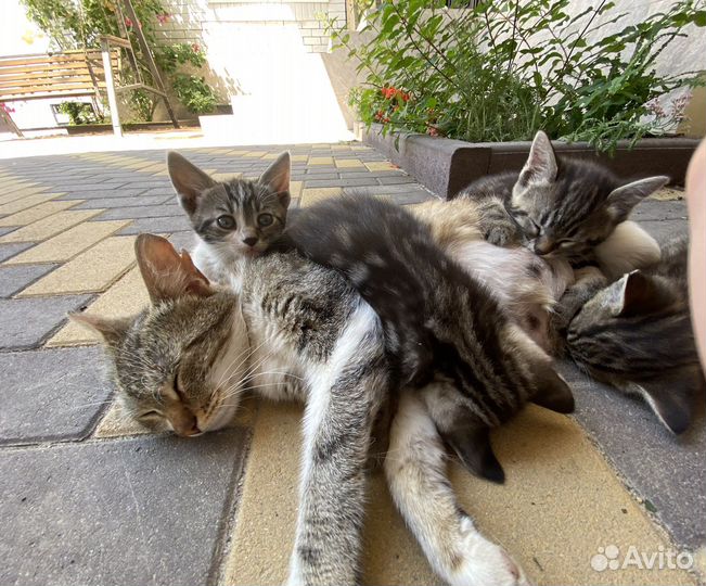 Котенок (девочка) в добрые ответственные руки