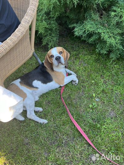 Бигль вязка