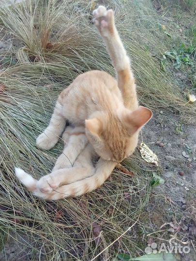 Котик рыжий симбочка