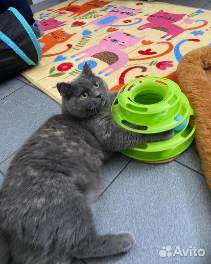 Кошечка бесплатно