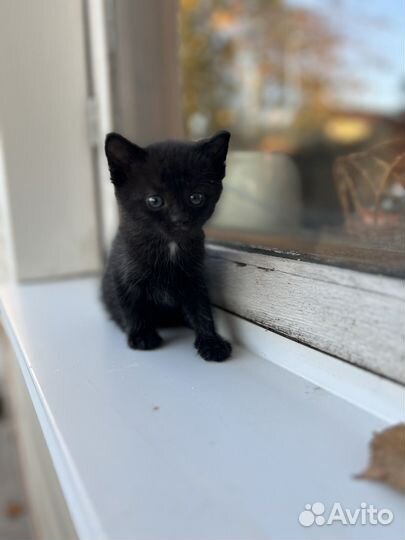 Милый маленький котенок