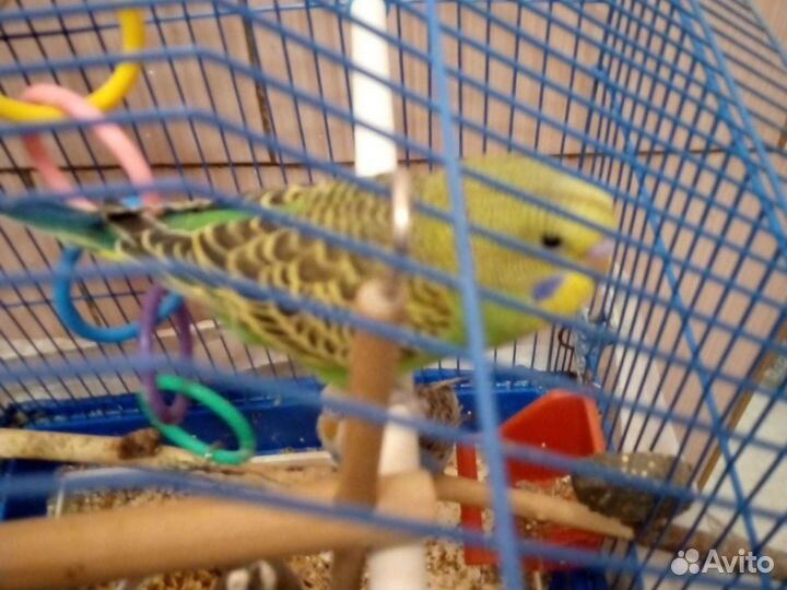 Волнистый попугай