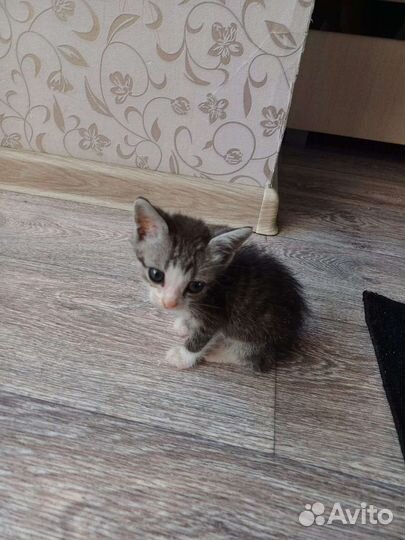 Кошки в добрые руки бесплатно