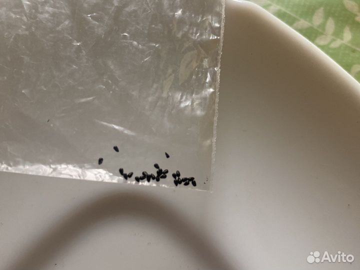 Венерина мухоловка семена