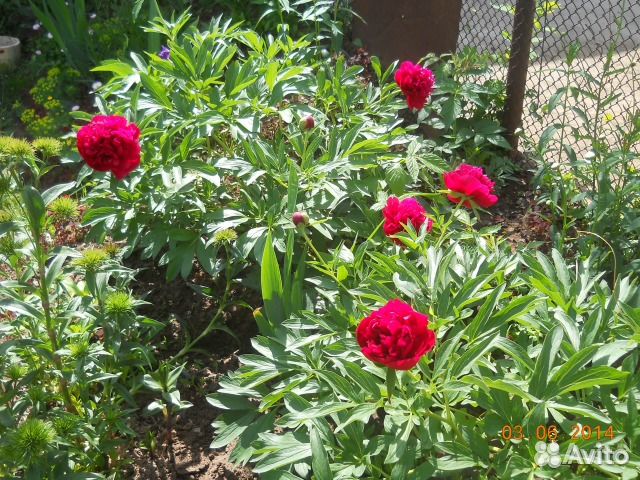Пионы (срезка на букеты)