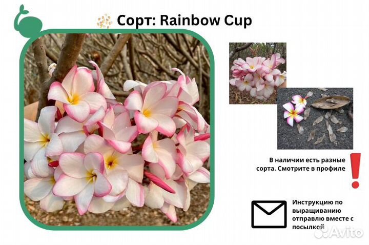 Плюмерия Микс и сортовые