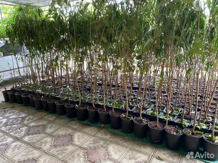 Плодовые деревья в контейнерах круглый год