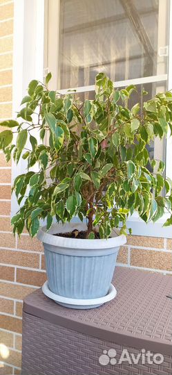 Фикус бенджамина