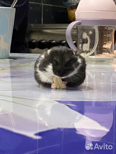 Джунгарский хомяк девочка