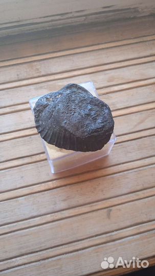Древняя окаменелая ракушка
