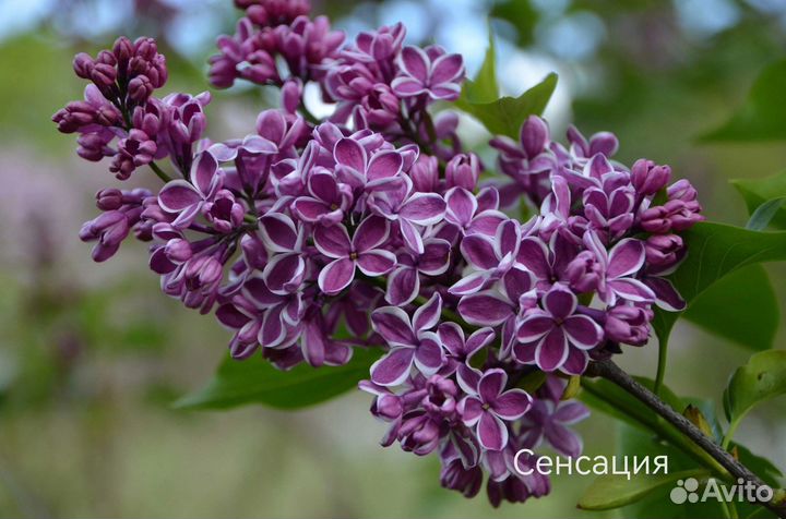 Сирень в ассортименте