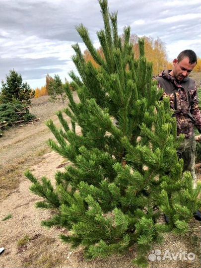 Сосна оптом
