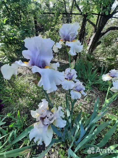 Ирисы сортовые
