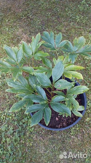 Саженец пиона