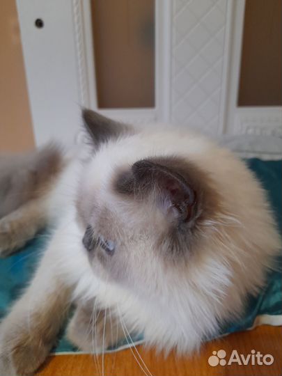 Шотландский мальчик