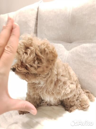 Мальтипу мини