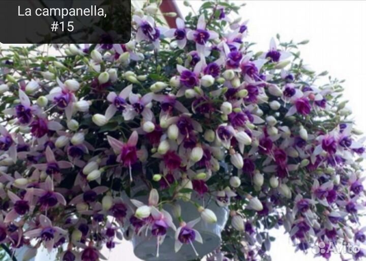 Черенки фуксии