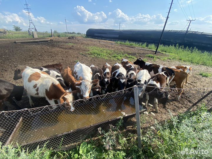 Быки и телки