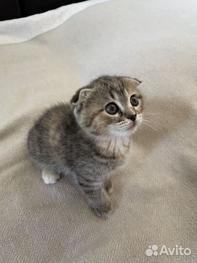 Котята метисы