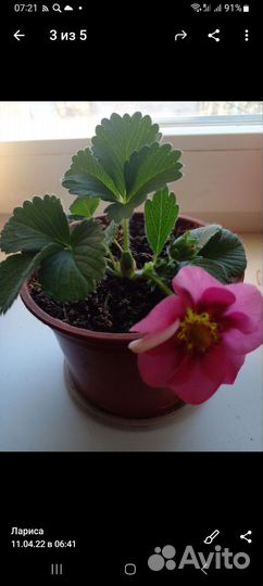 Саженцы клубники