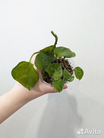 Эпипремнумы, сциндапсус