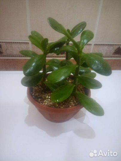 Крассула. Толстянка. Денежное дерево