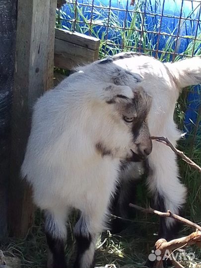 Козлик и козочка