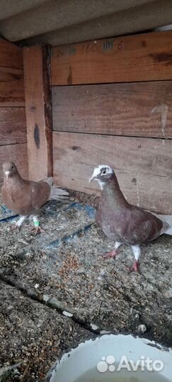 Голуби разных пород