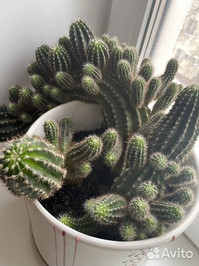 Многодетная семейка Кактусов