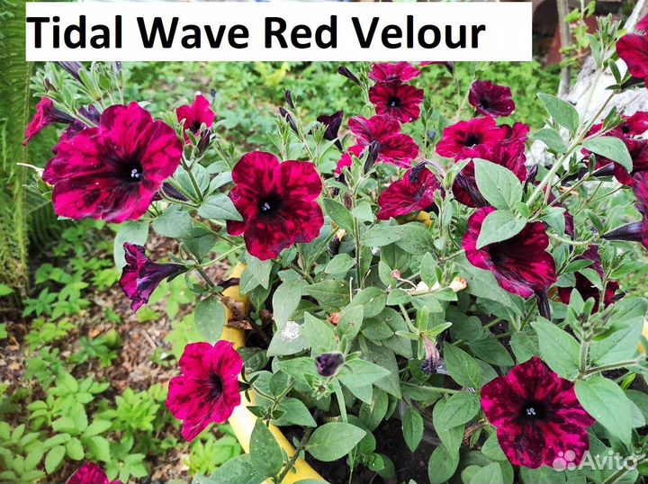 Вегетативная петуния