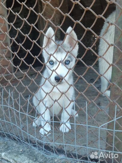 Сибирский хаски