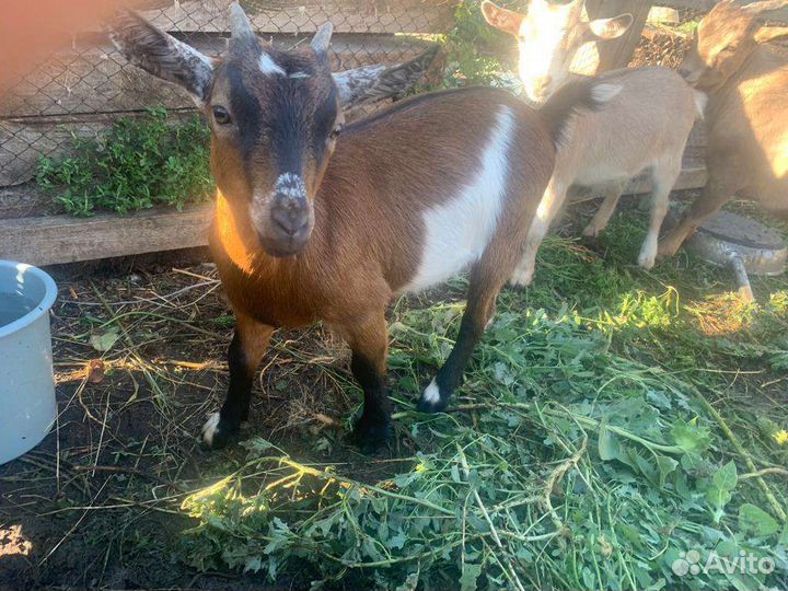 Камерунские козлики,и козочки