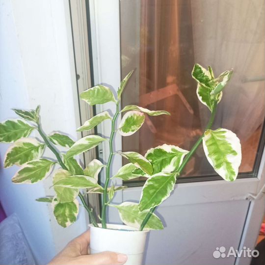 Педилантус