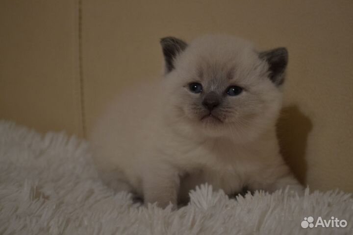 Шотландские вислоухие котята